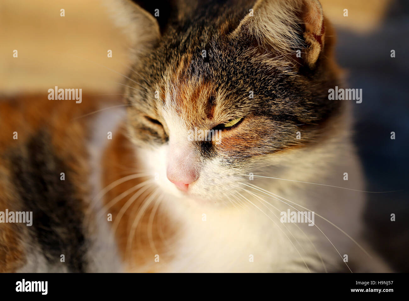 Portrait of a cat hi-res stock photography and images - Alamy