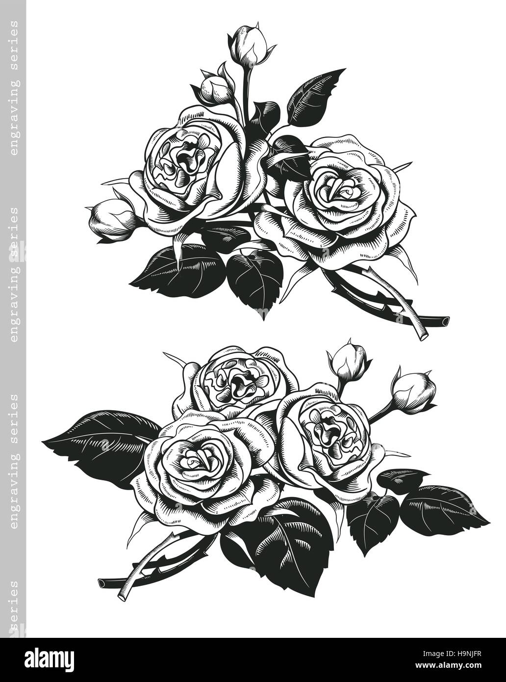 Hand sketched set of white roses in vintage engraving style. Baroque decorative elements. Floral doodles, leaves, branches, flowers, laurels, banners Stock Vector