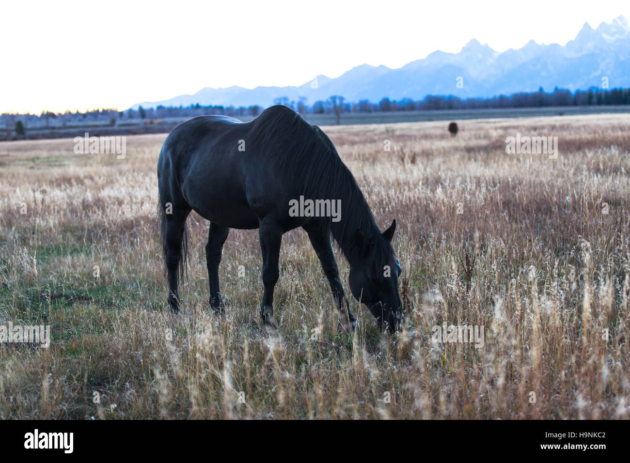 Horse on the Grand Tetons National Park filed during twilights Stock Photo