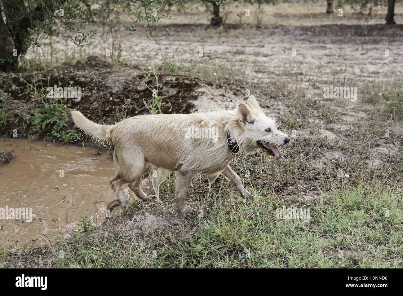 Hunting dog mud bath in forest, nature Stock Photo - Alamy