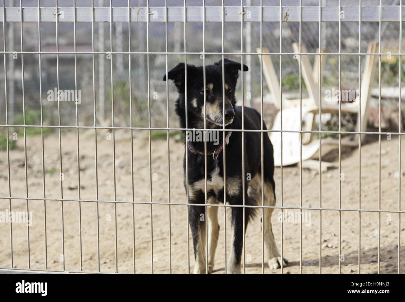 Locked kennel dogs abandoned, sadness Stock Photo Alamy