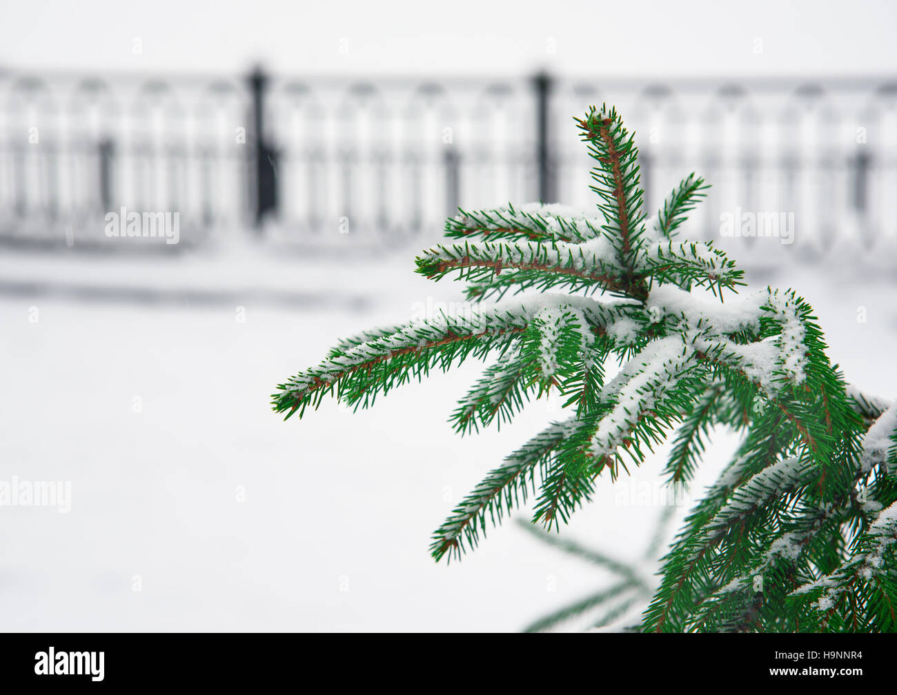 Pine branches covered in snow Stock Photo - Alamy