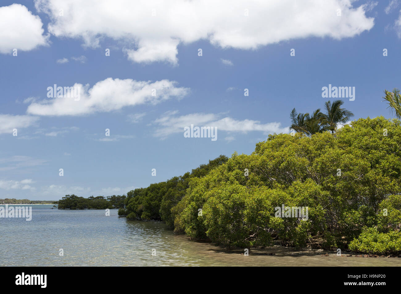 Mangroves are salt tolerant shrubs or small trees, also called halophytes, that grow in coastal saline or brackish water of the tropical Australia Stock Photo