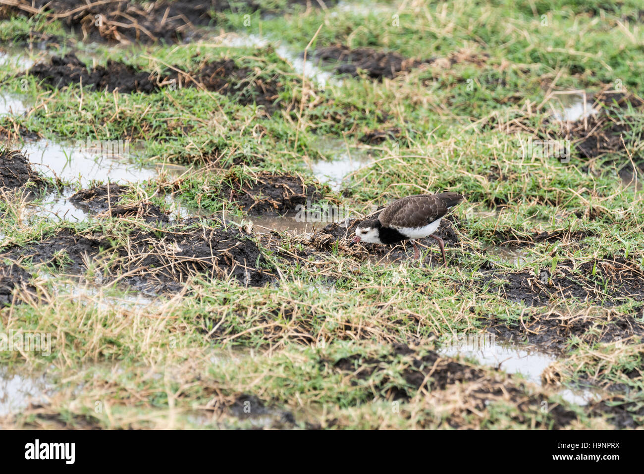 A Long-toed Plover feeding in a marsh Stock Photo