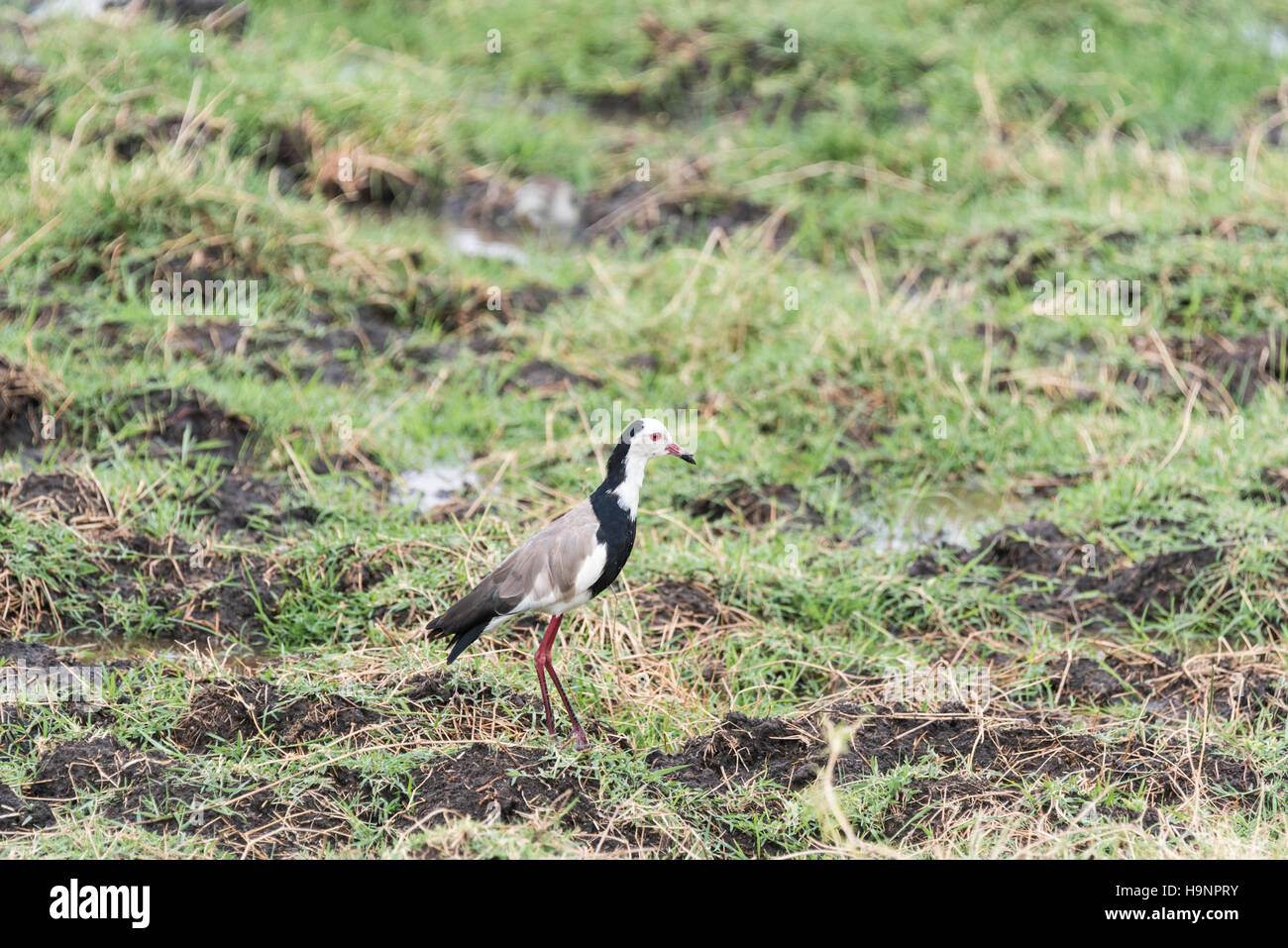 A Long-toed Plover standing in a marsh Stock Photo