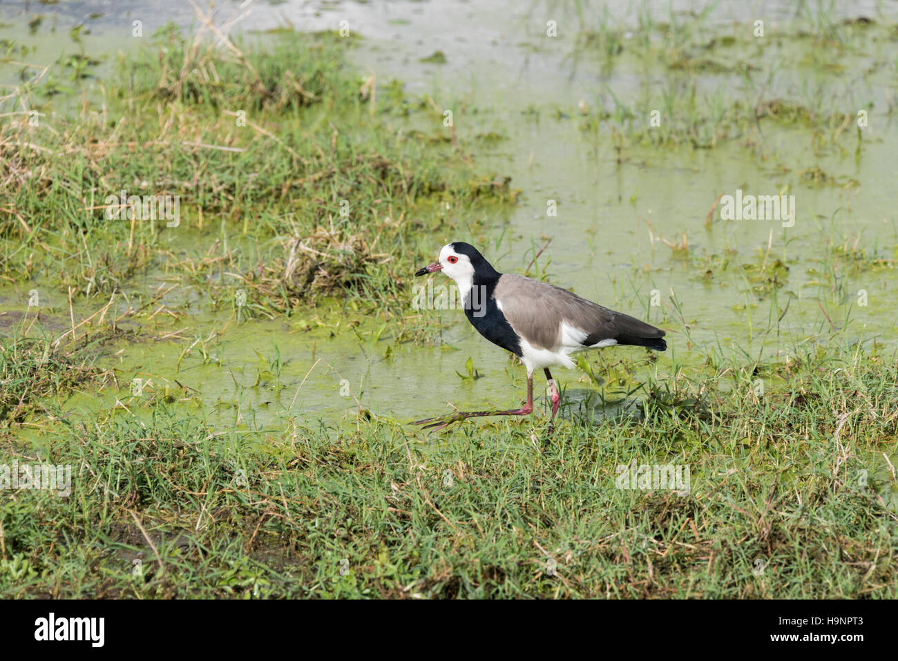 A Long-toed Plover walking in a marsh Stock Photo