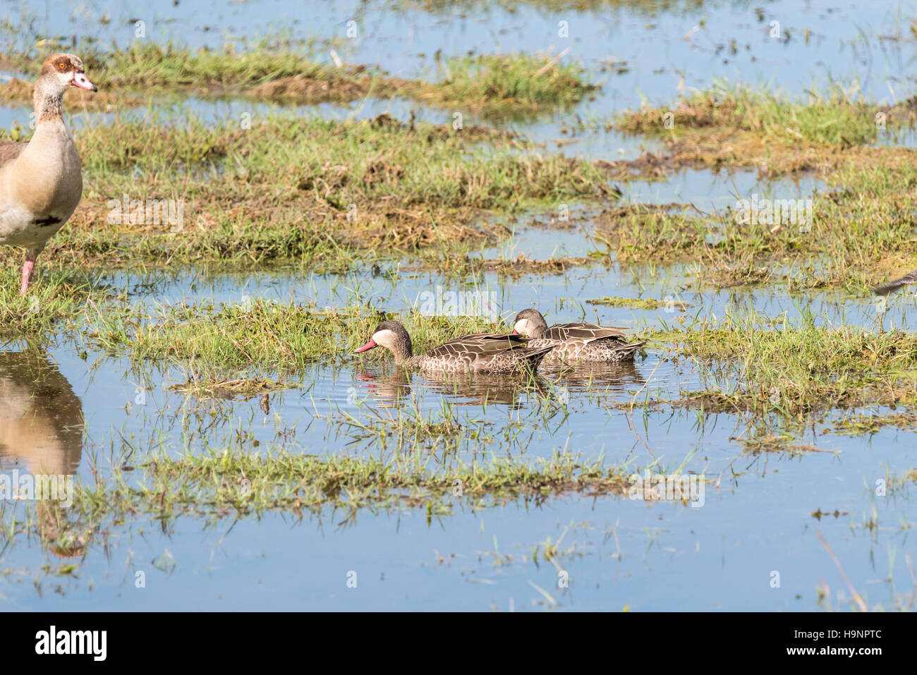 Two swimming Red-billed Teal Stock Photo