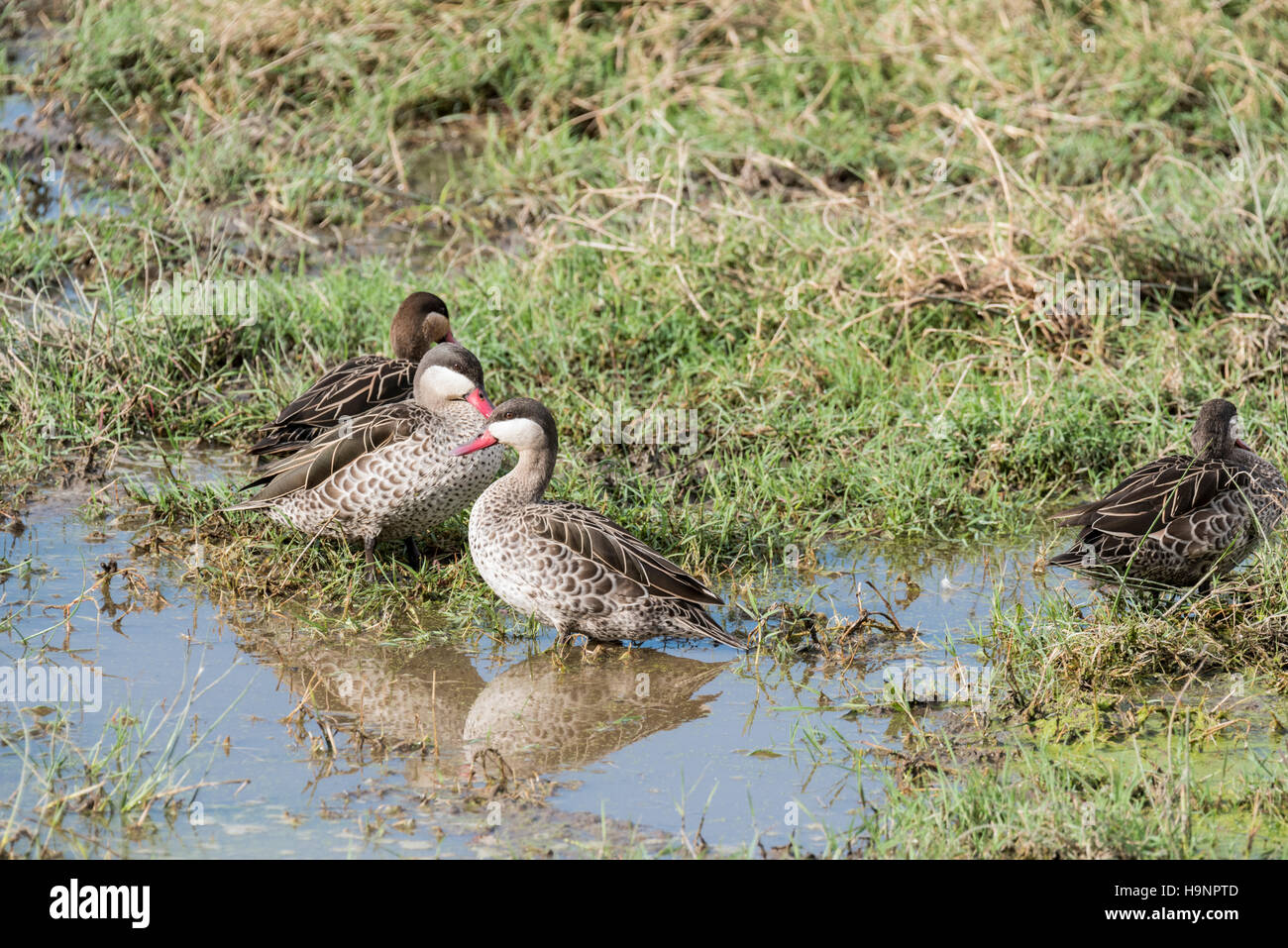 A group of Red-billed Teal Stock Photo