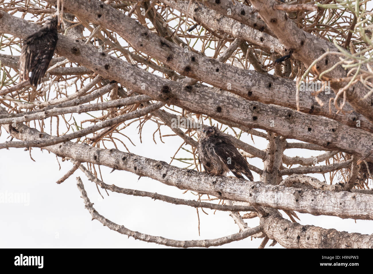Two bedraggled Verreaux's Eagle Owls perched in a tree after a period of heavy rain Stock Photo
