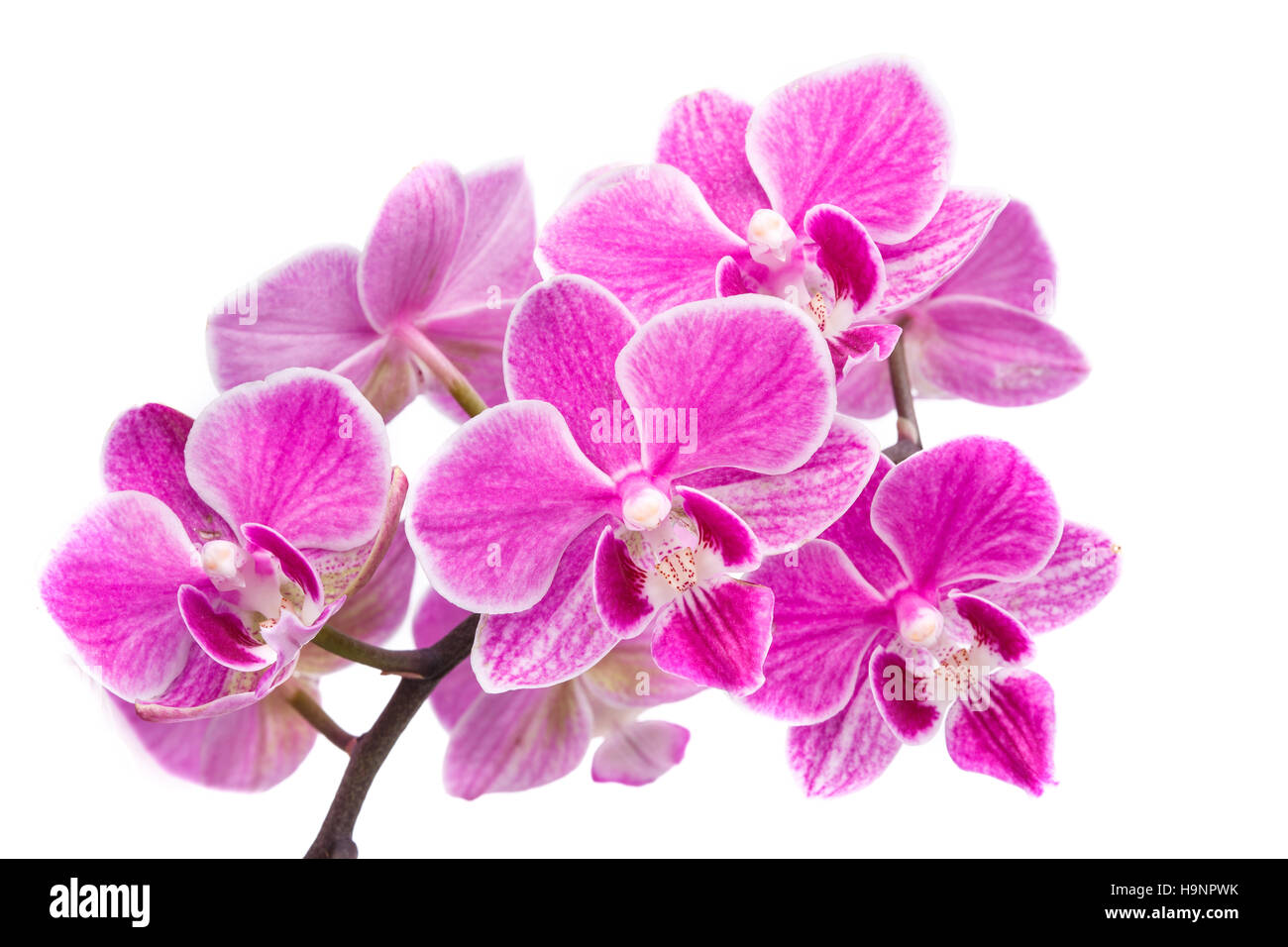 branch of pink orchids isolated on a white background Stock Photo - Alamy