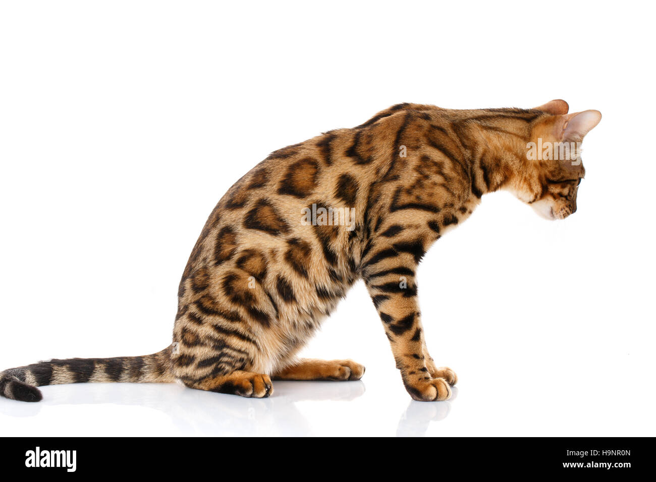 White Bengal Cat Hi Res Stock Photography And Images Alamy