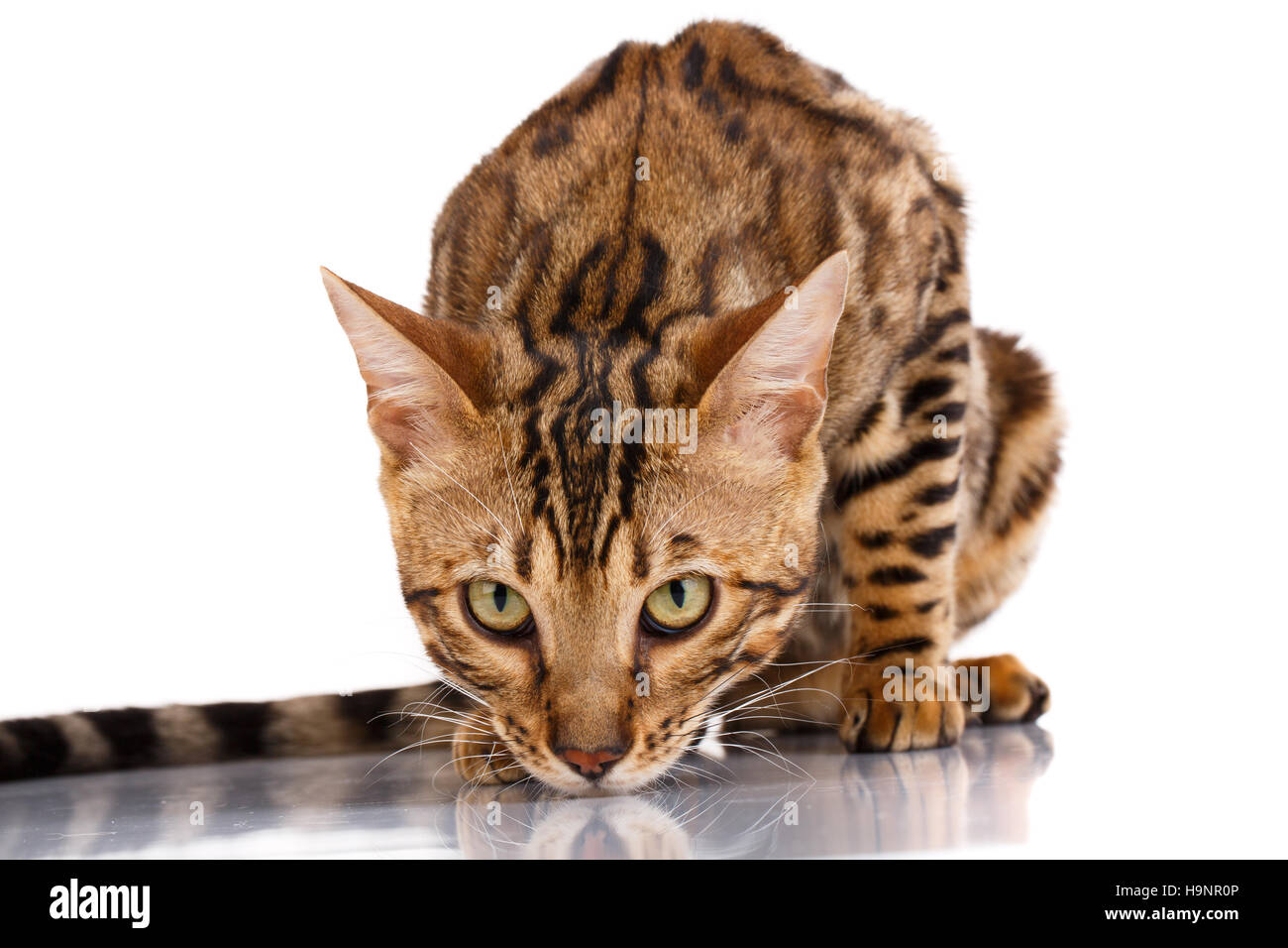 Cats Bengal breed Stock Photo