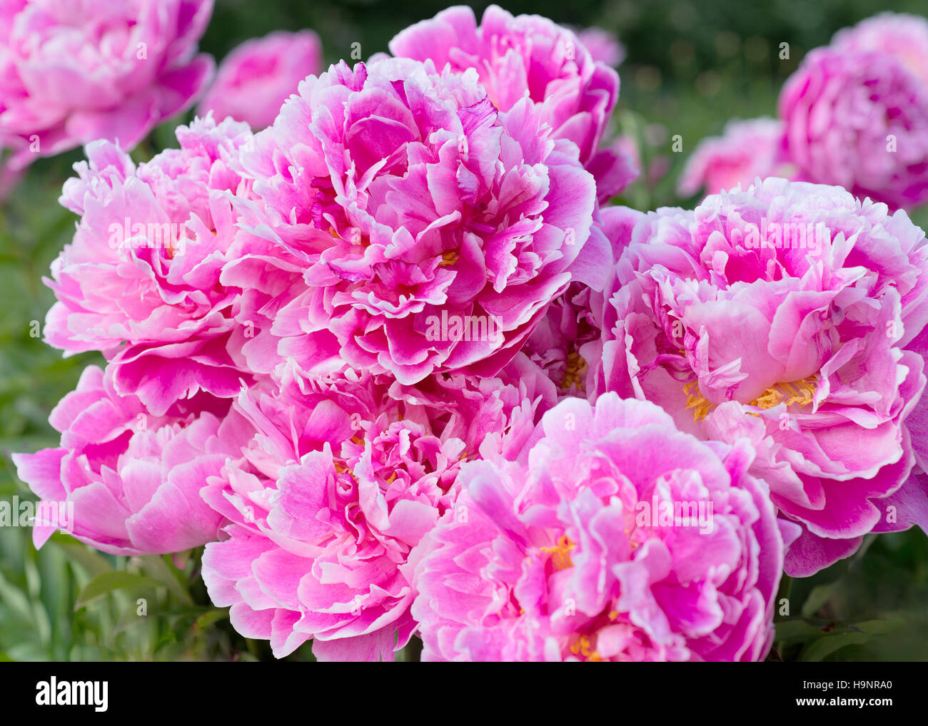 Flowers pink peonies in the garden Stock Photo - Alamy