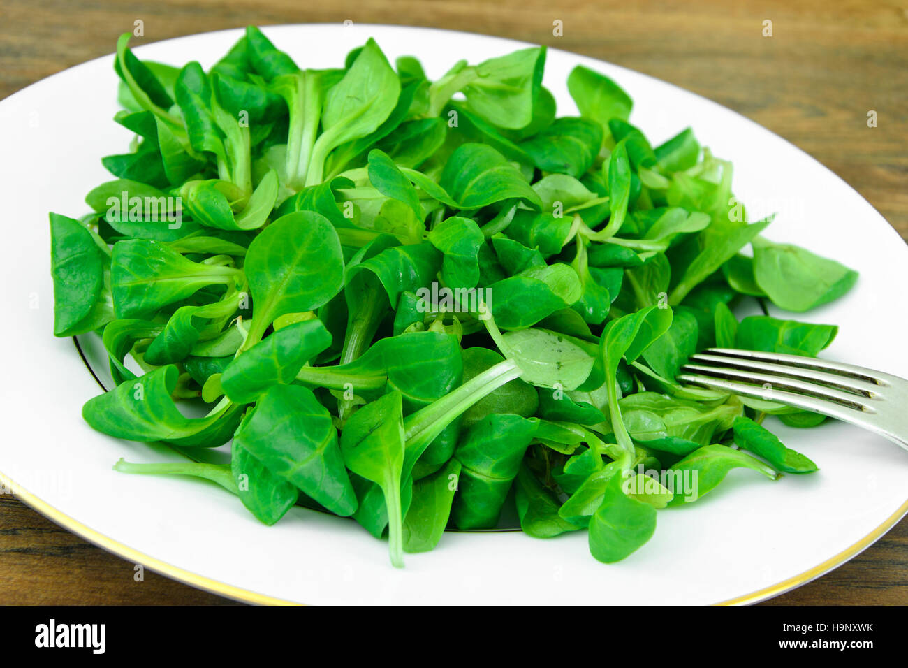 Green Fresh Salad on Plate. Stock Photo