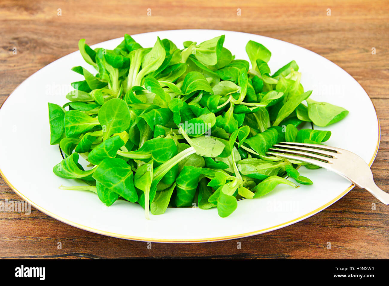 Green Fresh Salad Stock Photo