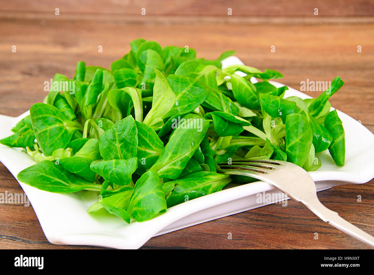 Green Fresh Salad Stock Photo