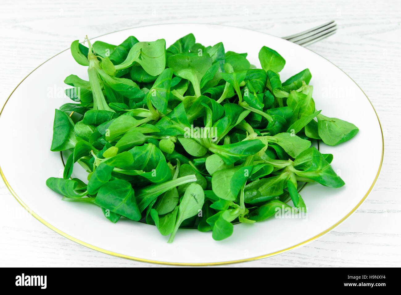 Green Fresh Salad on Plate. Stock Photo
