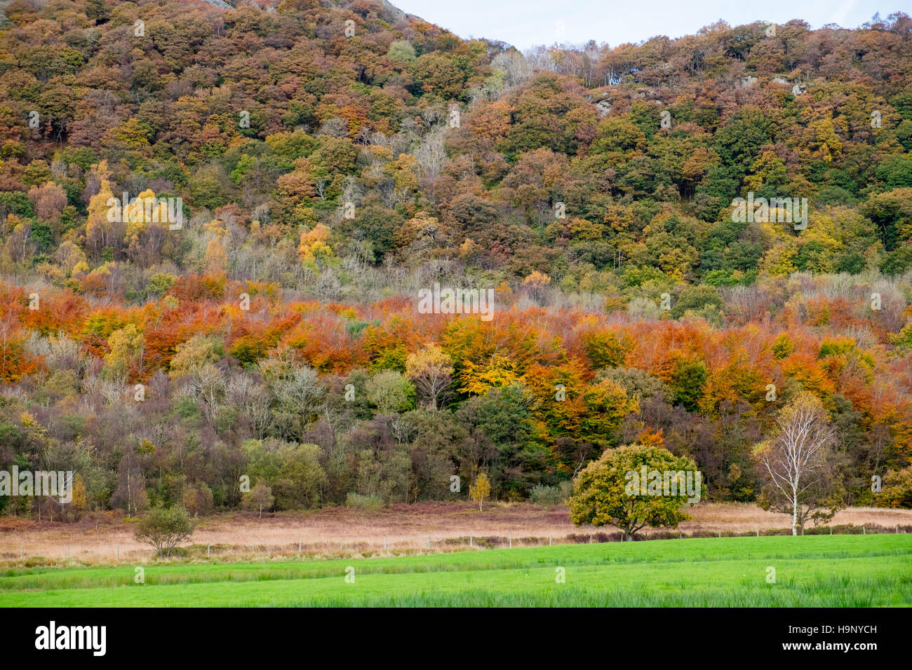 Autumn foliage near Ulpha in Dunnderdale, western Lake District, England Stock Photo