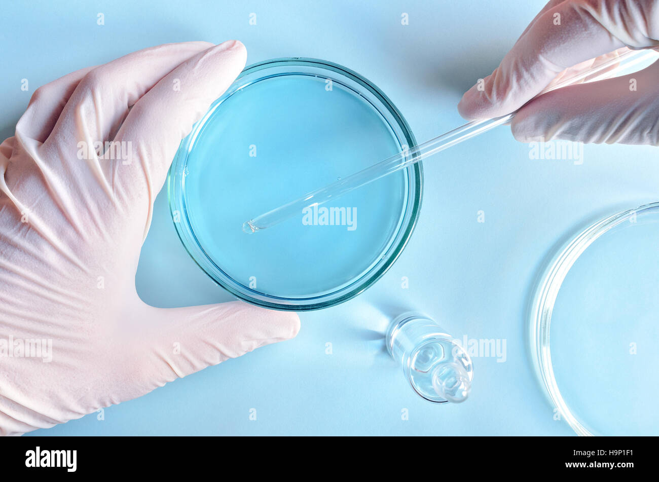Chemical research in Petri dishes on blue background. Researcher preparing color plates in a microbiology laboratory. Hand of a technician inoculating Stock Photo