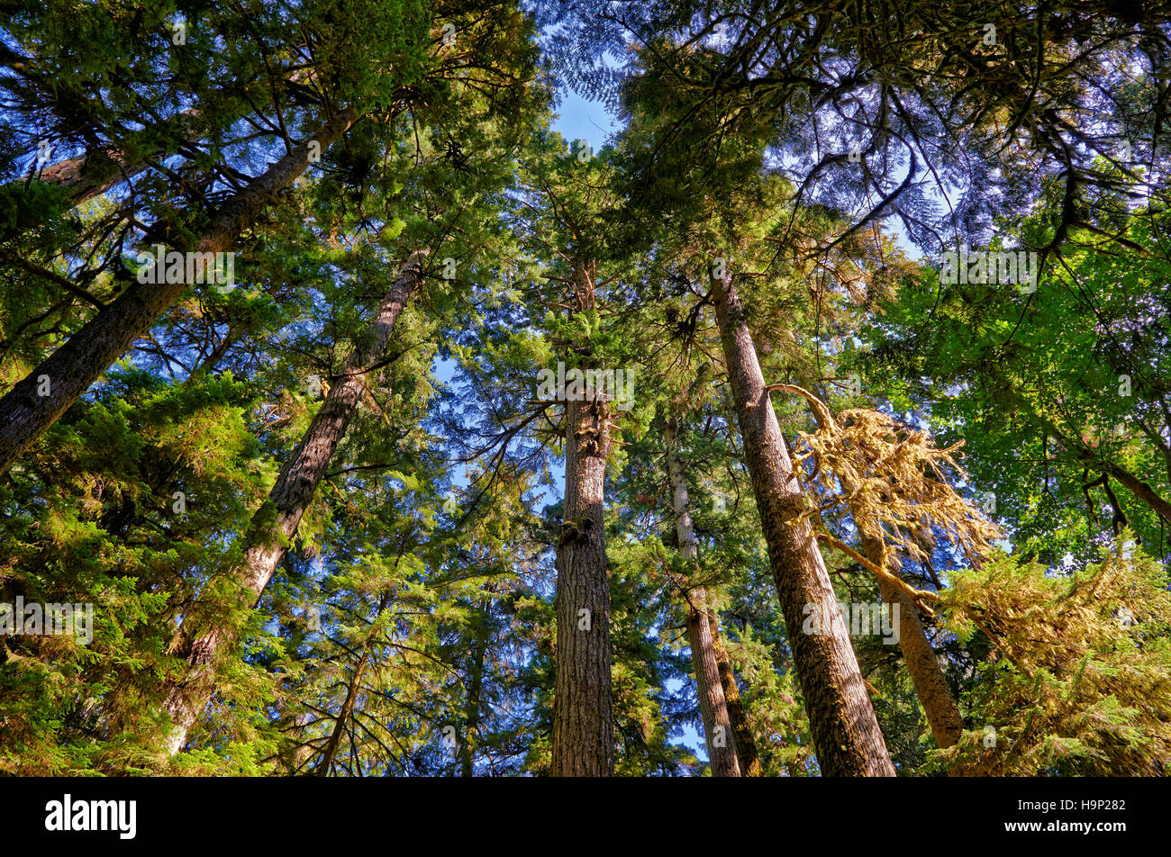 huge Douglasfir trees in Cathedral Grove, MacMillan Provincial Park