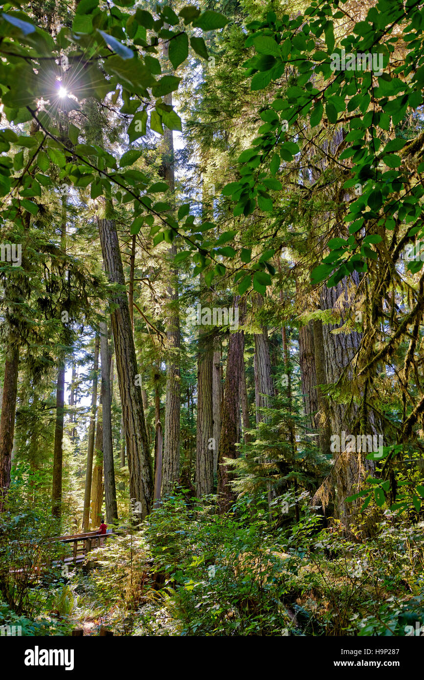 huge Douglas-fir trees in Cathedral Grove, MacMillan Provincial Park, Nanaimo, Vancouver Island, British Columbia, Canada Stock Photo