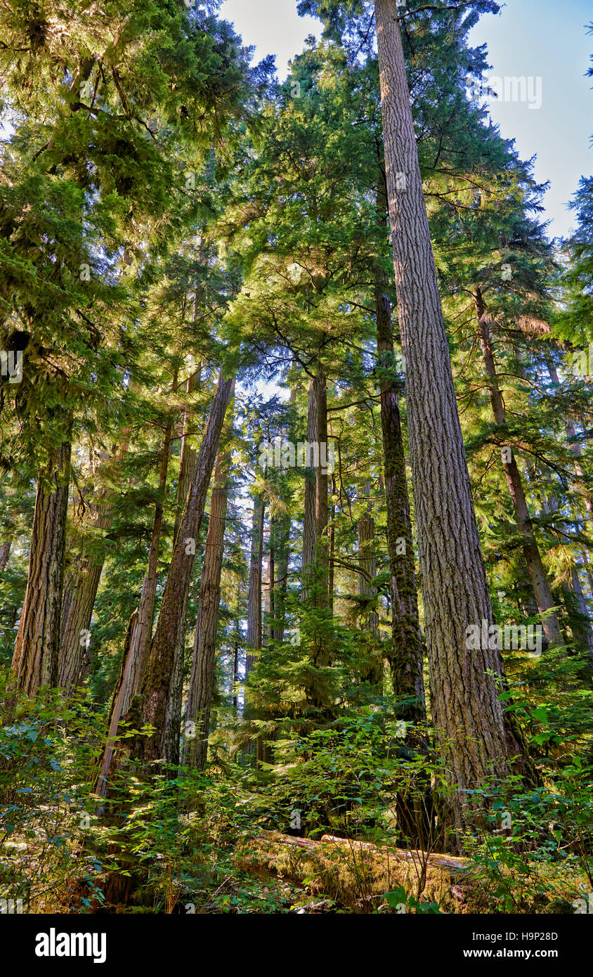 huge Douglasfir trees in Cathedral Grove, MacMillan Provincial Park