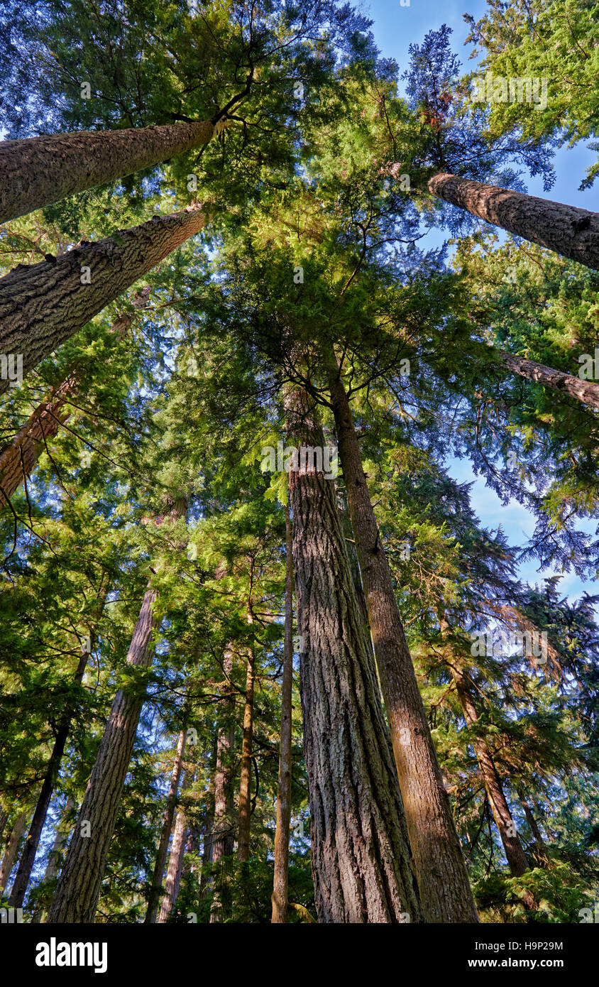 huge Douglasfir trees in Cathedral Grove, MacMillan Provincial Park