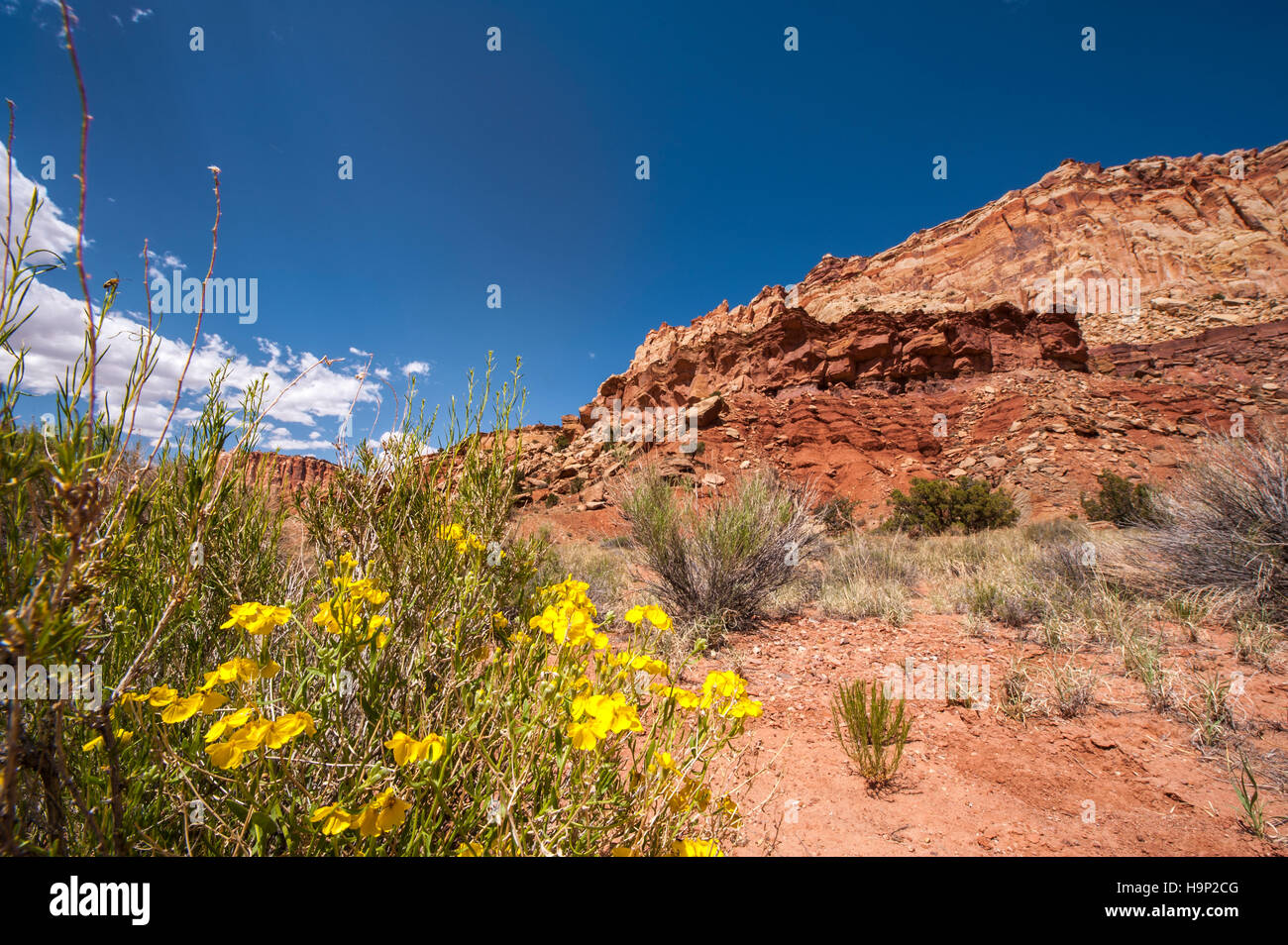 Yellow desert wild flowers wildflowers Mule's ears (wyethia scabra), Capitol Reef National Park, Utah, USA. Stock Photo