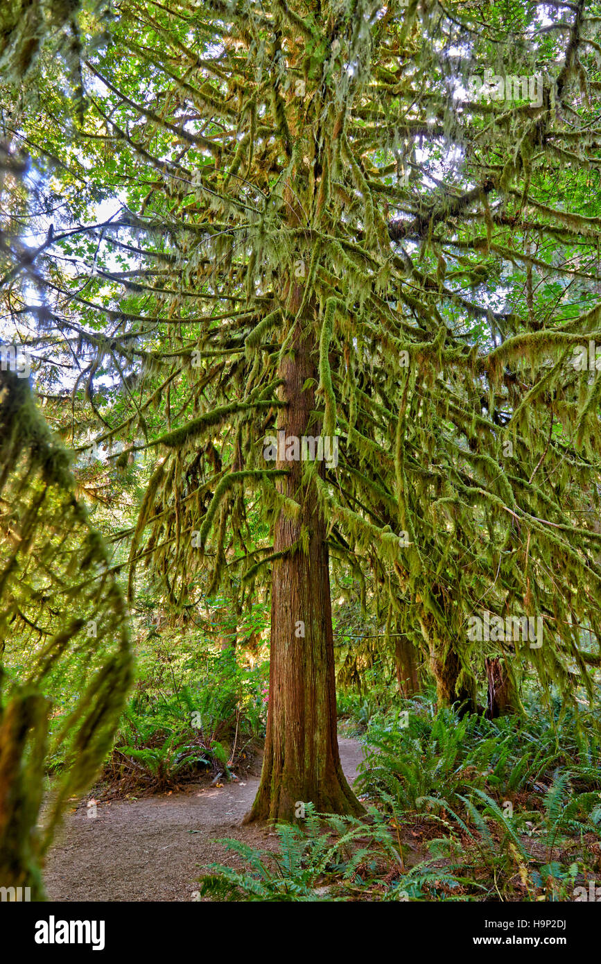 huge Douglasfir trees in Cathedral Grove, MacMillan Provincial Park