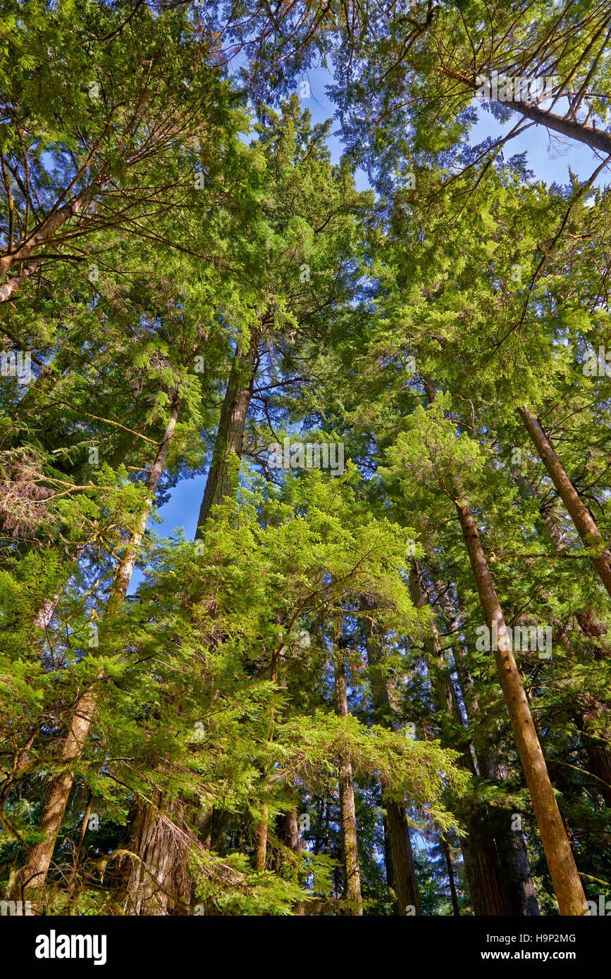 Douglas Fir Stock Photos & Douglas Fir Stock Images Alamy