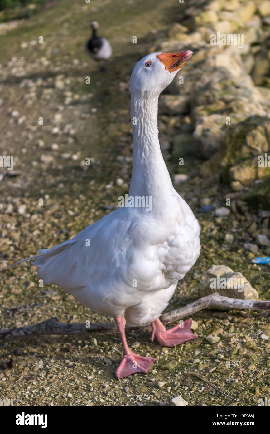 Angry Goose Stock Photo