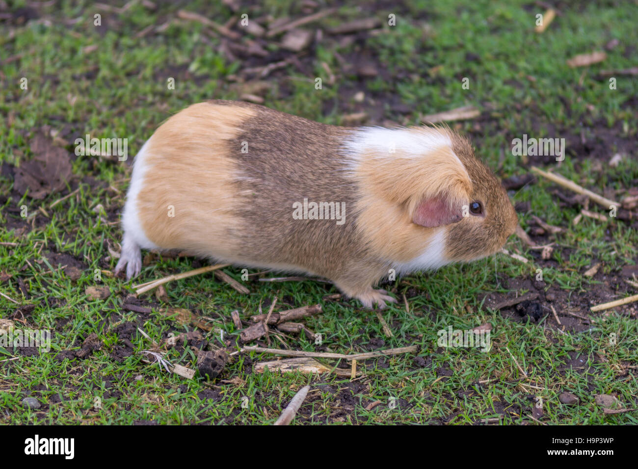 Guinea Pig Alone Stock Photo Alamy