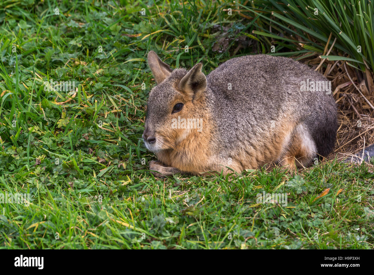 Cavy Alone sitting outside Stock Photo Alamy