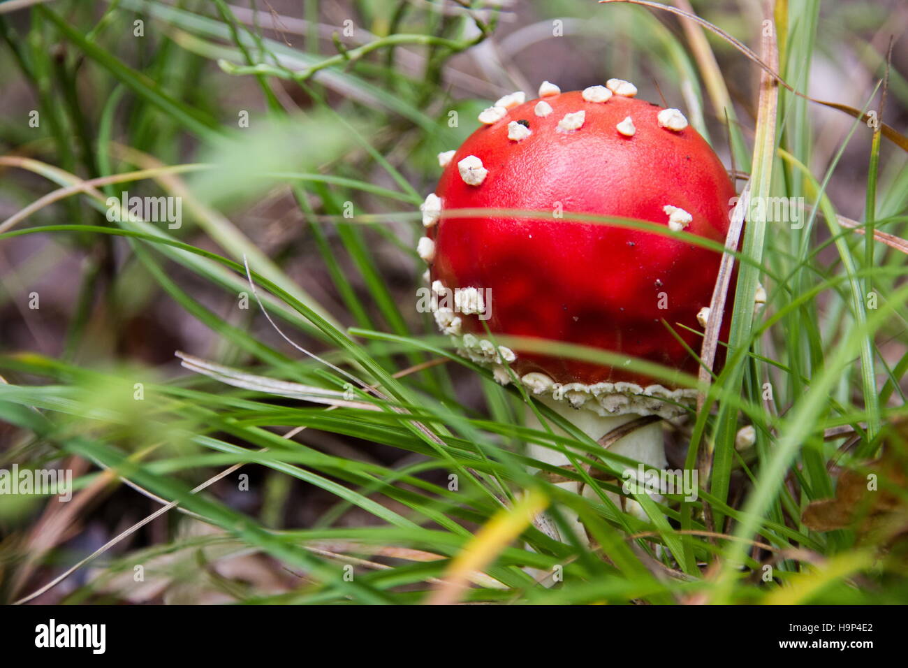 Amanita mushroom Stock Photo