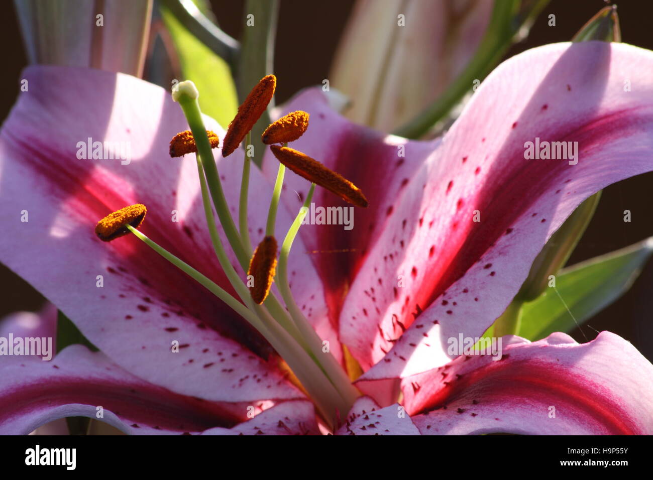 Asiatic Lilies ( Lilium Stock Photo Alamy