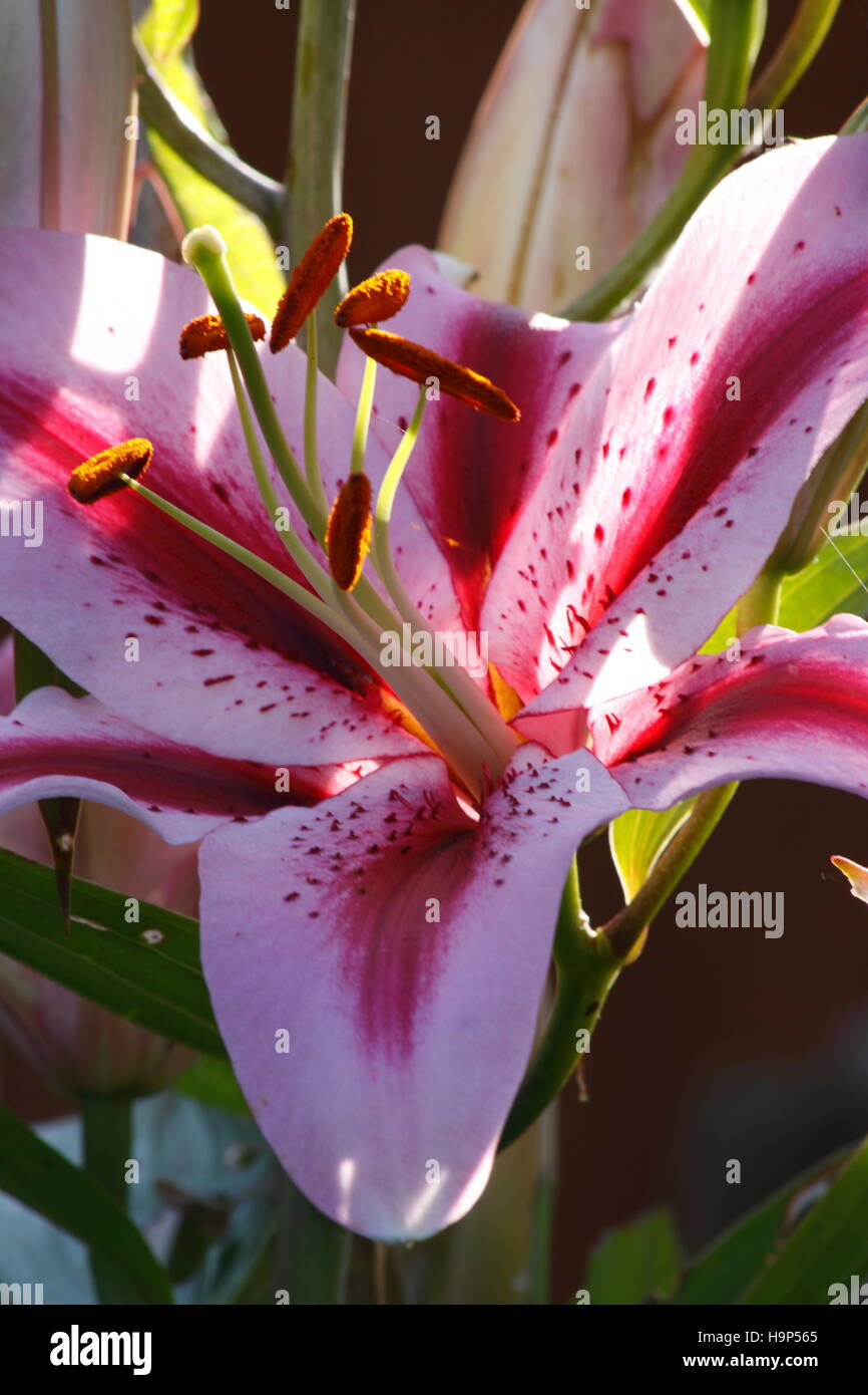 Asiatic Lilies ( Lilium Stock Photo Alamy