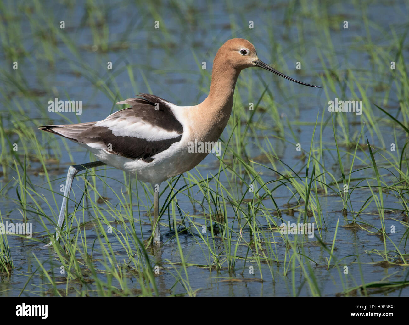 Close up of American Avocet in Breeding Plumage in Rice Paddy Stock Photo