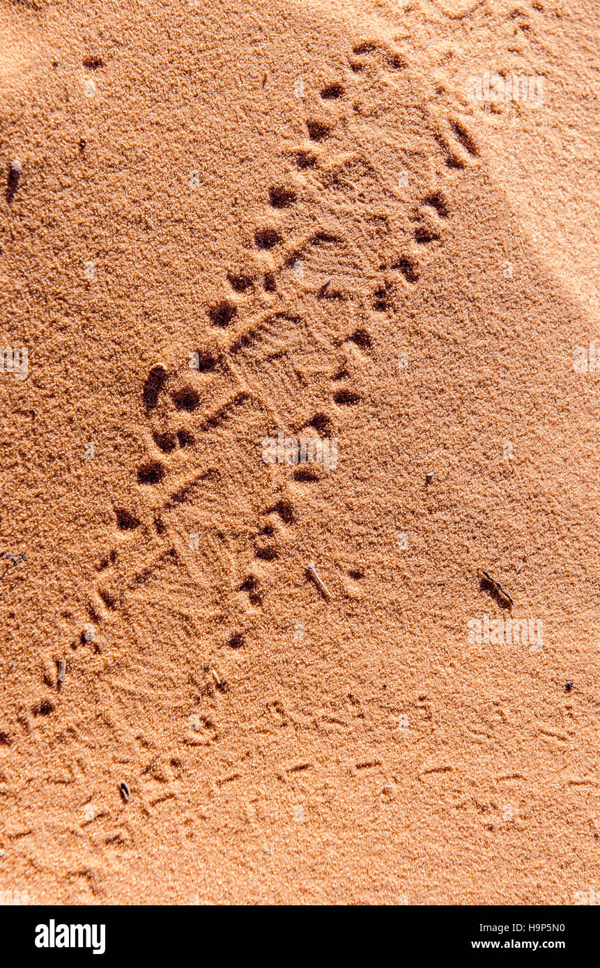 Animal track in the sand, Canyonlands National Park, Utah, USA. Stock Photo