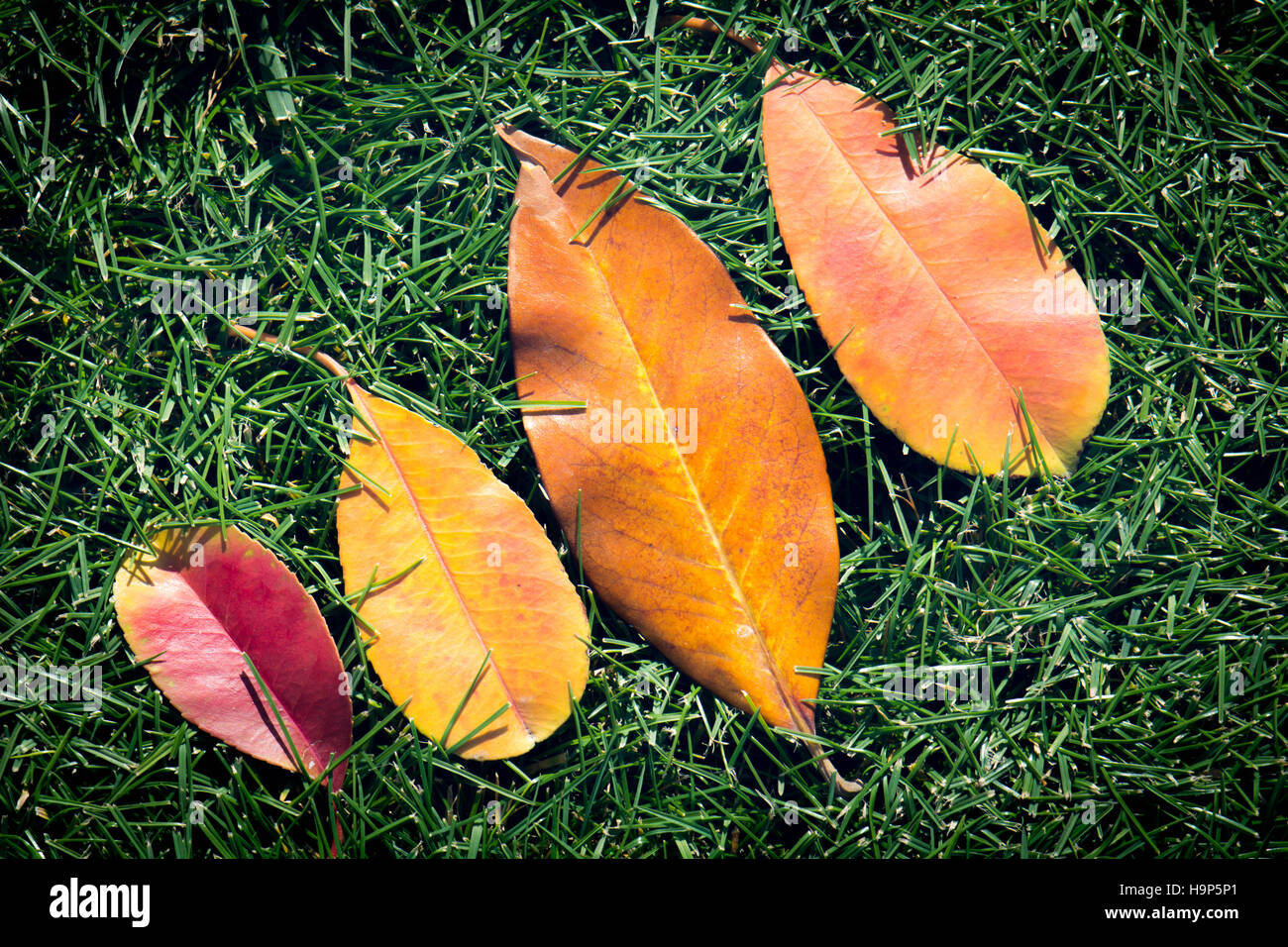 Autumn color Stock Photo