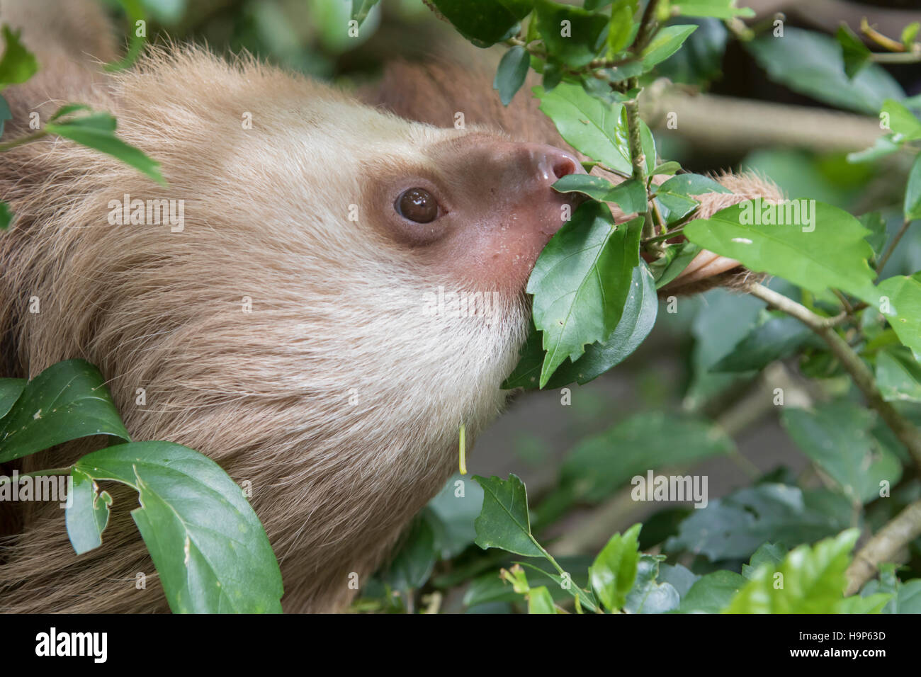 Hoffmann's two-toed sloth baby Stock Photo