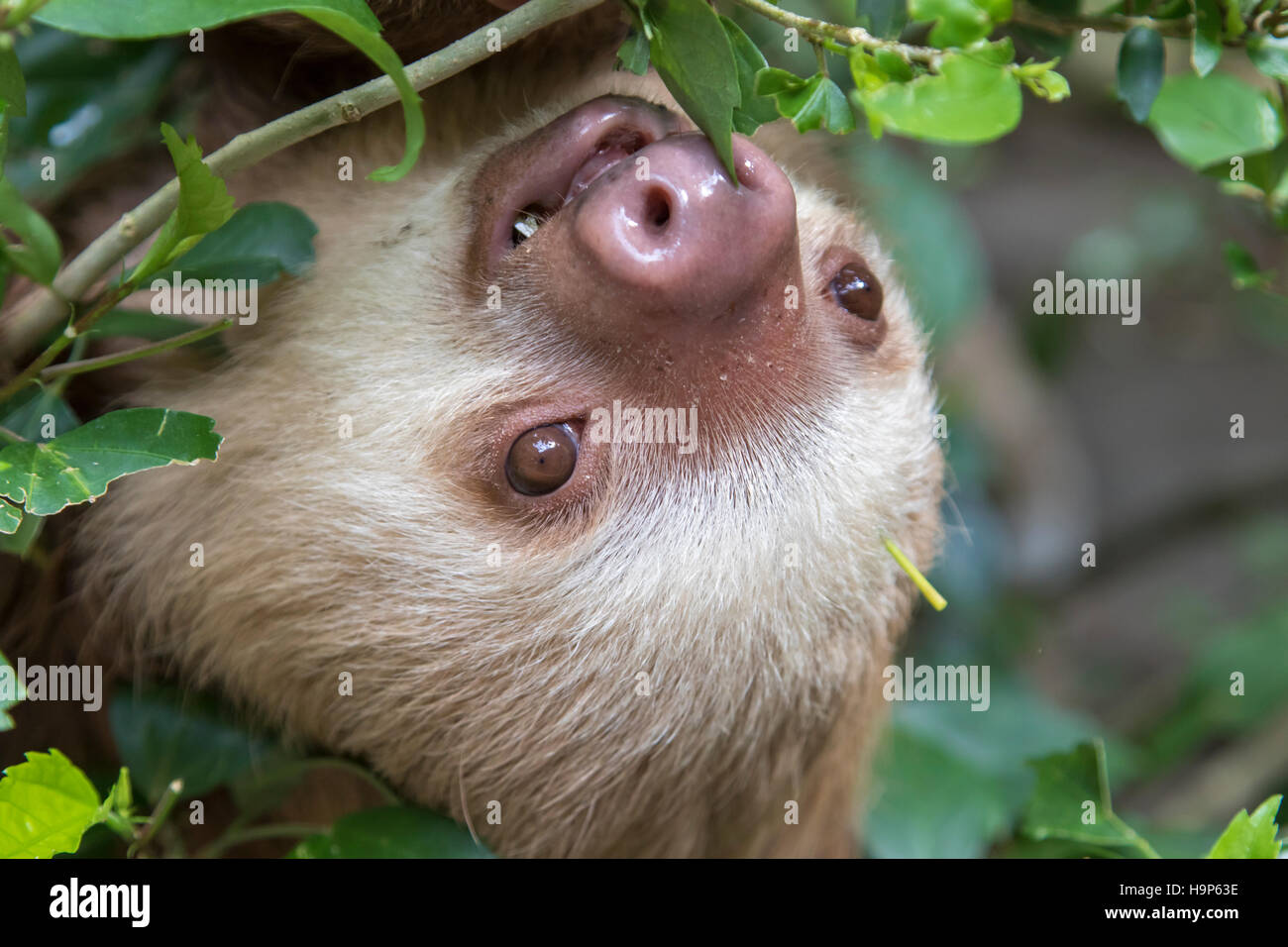 Hoffmann's two-toed sloth (Choloepus hoffmanni) Stock Photo