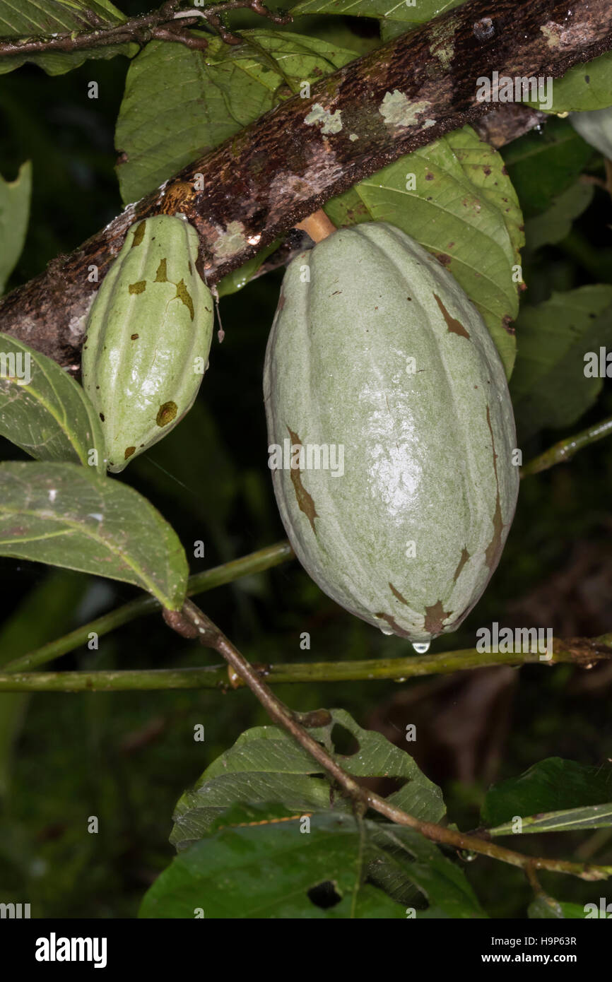 Cocoa fruit on tree Stock Photo