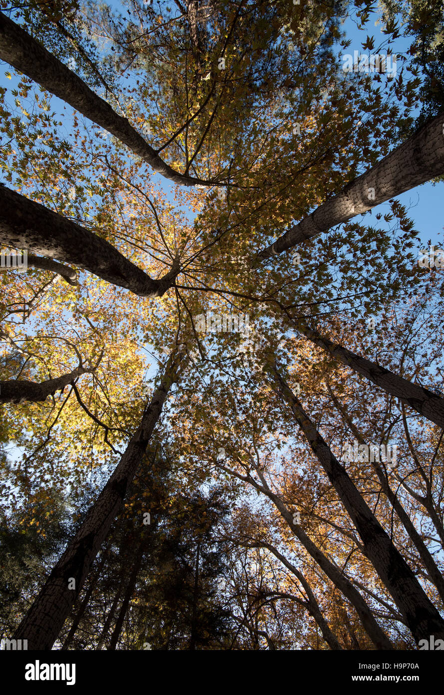 Low angle view of tree trunk tops with yellow maple leaves on the ...