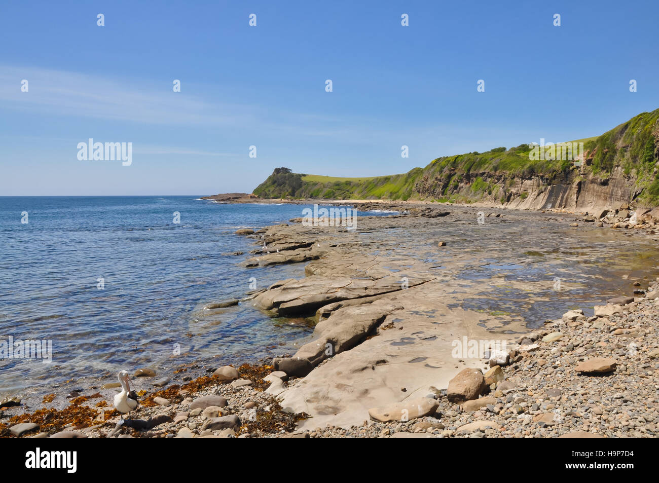 Rocky Beach with Headland and Pelican Stock Photo