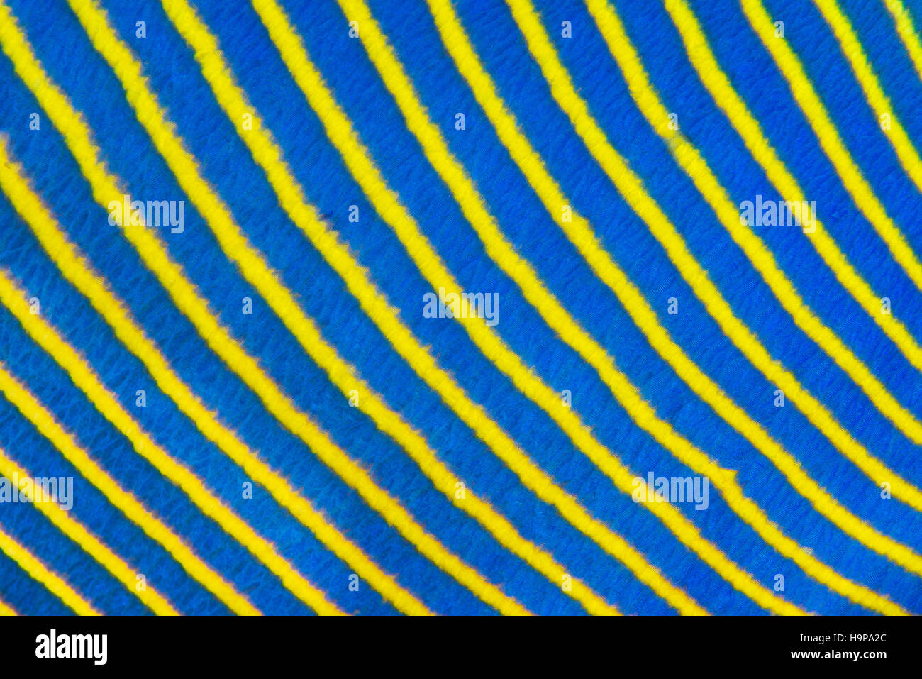 Fish scales close up hi-res stock photography and images - Alamy