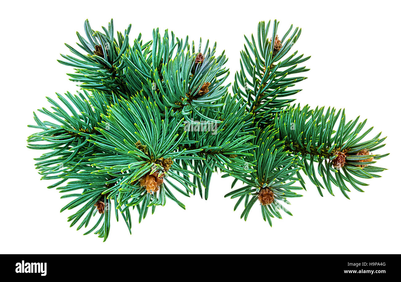 christmas tree isolated on white Stock Photo - Alamy