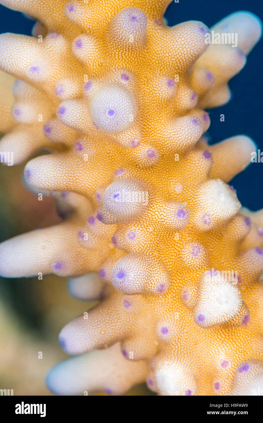 Healthy coral (Acropora sp.) with retracted purple polyps visible. A natural latticed pattern detail on the surface. Egypt, Red Sea, November Stock Photo