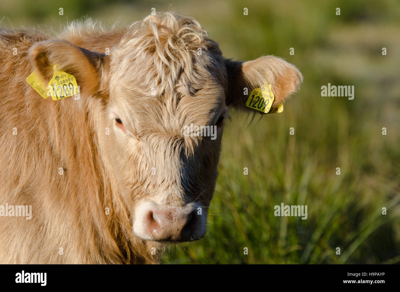 one brown cow with long hair standing on the graas Stock Photo