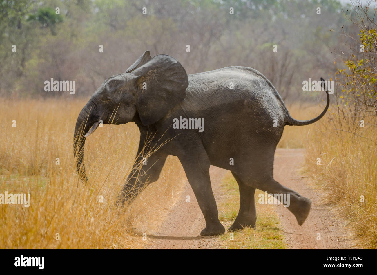 Young African elephant running across track in Pendjari National Park, Benin, Africa Stock Photo