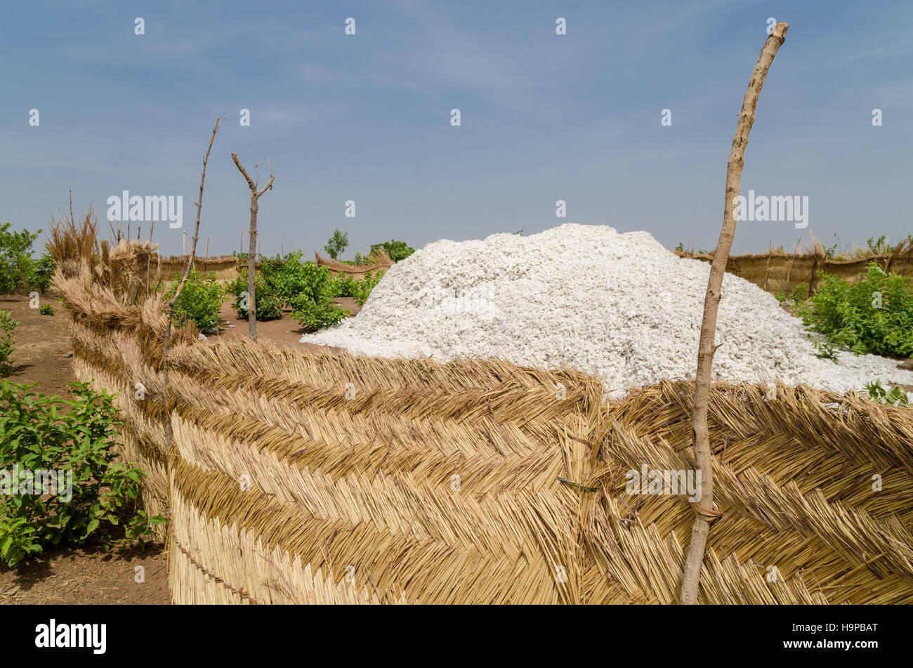 Harvested cotton being piled up in traditional reed stockage under the
